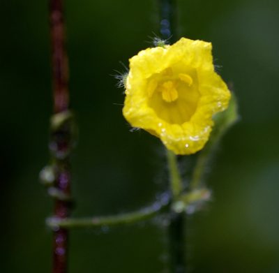 Thladiantha angustisepala, photographed by Shawn O'Donnell