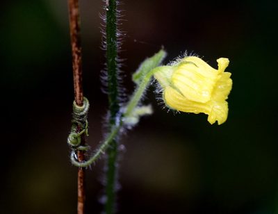 Thladiantha angustisepala, photographed by Shawn O'Donnell