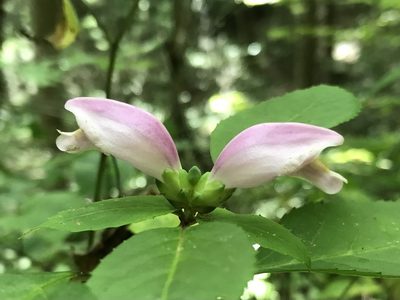 Chelone lyonii, photographed by Diane
