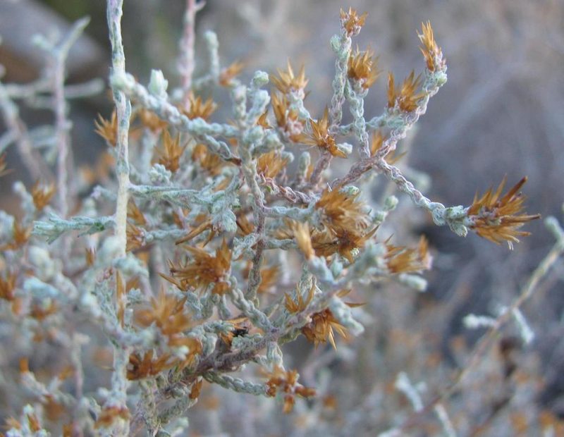 Stoebe saxatilis, photographed by douglaseustonbrown