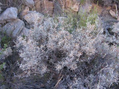 Stoebe saxatilis, photographed by douglaseustonbrown