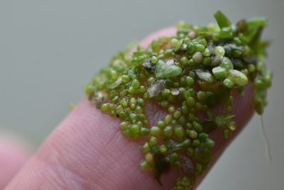 Wolffia arrhiza, photographed by Марина Садыкова