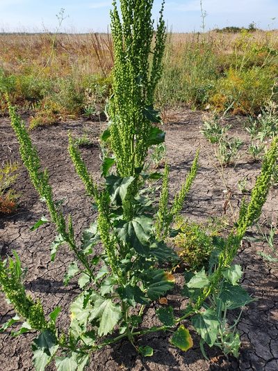 Oxybasis urbica, photographed by Анна Митрошенкова