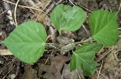 Hylodesmum glutinosum, photographed by Randy A Nonenmacher