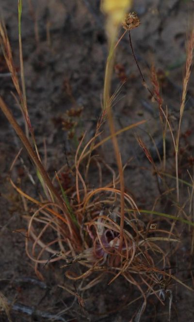 Bulbinella elegans, photographed by Tony Rebelo