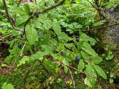 Vaccinium ovalifolium, photographed by Victor Heng