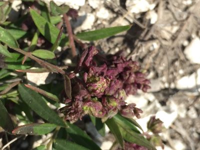 Polygala sibirica, photographed by Елена Патерикина
