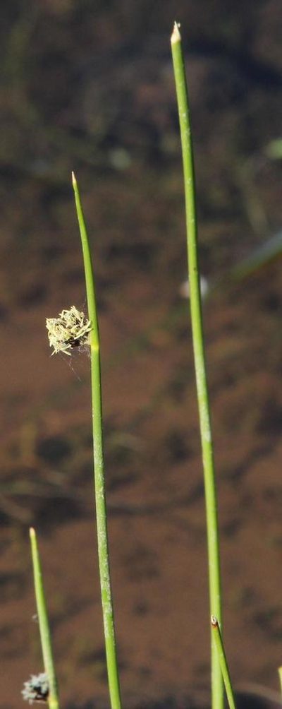 Schoenoplectiella decipiens, photographed by Tony Rebelo