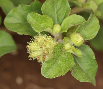 Acanthospermum australe, photographed by Alan Manson