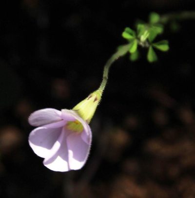Oxalis ebracteata, photographed by Tony Rebelo