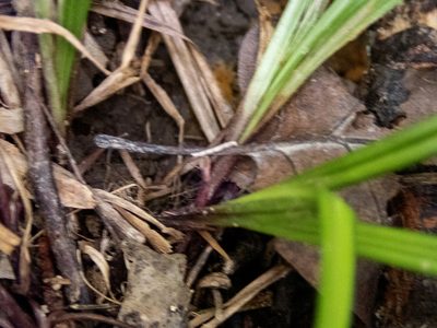 Carex gracillima, photographed by Randy A Nonenmacher