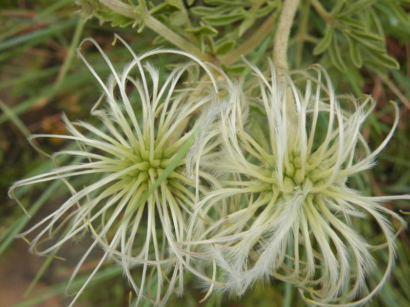 Clematis villosa, photographed by Antoinette Eyssell Knox