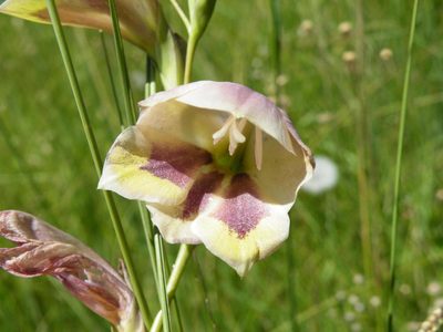 Gladiolus papilio, photographed by Antoinette Eyssell Knox