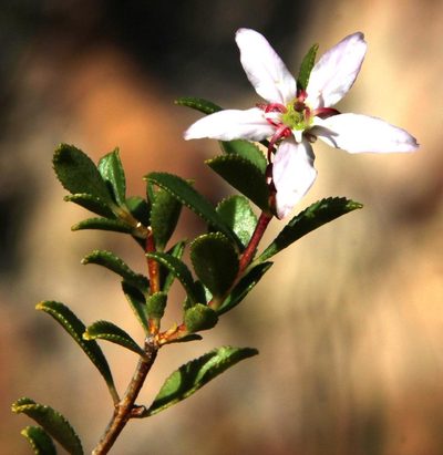 Agathosma betulina, photographed by Tony Rebelo