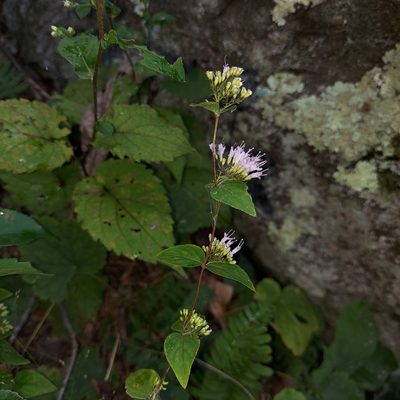 Cunila origanoides, photographed by the swamp ass
