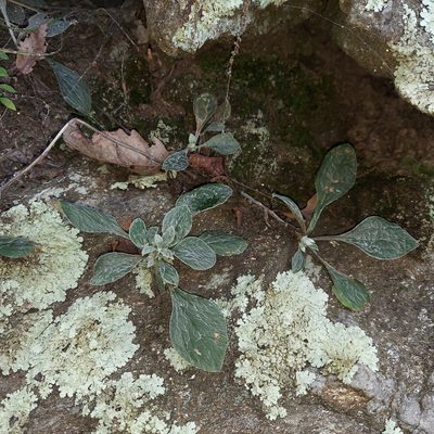 Antennaria plantaginifolia, photographed by the swamp ass