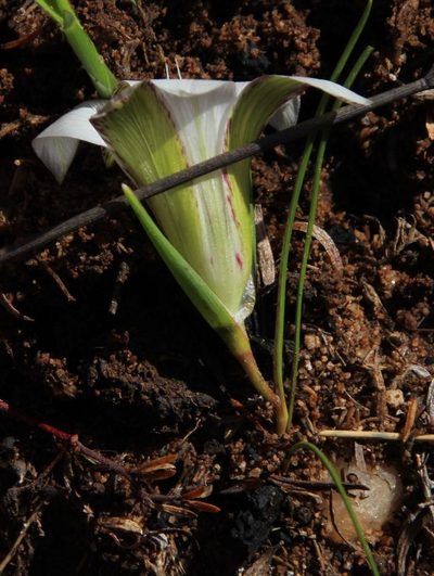 Romulea flexuosa, photographed by Tony Rebelo