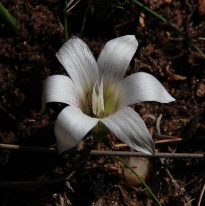 Romulea flexuosa, photographed by Tony Rebelo