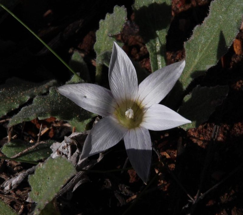 Romulea flexuosa, photographed by Tony Rebelo