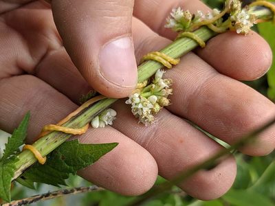 Cuscuta gronovii, photographed by Brittany