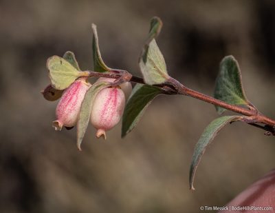 Symphoricarpos rotundifolius, photographed by Tim Messick