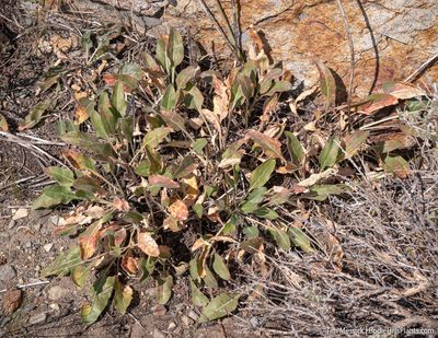 Eriogonum elatum, photographed by Tim Messick