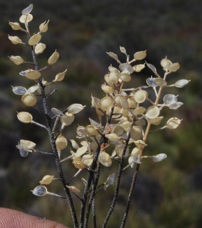 Alyssum minutum, photographed by Tony Rebelo