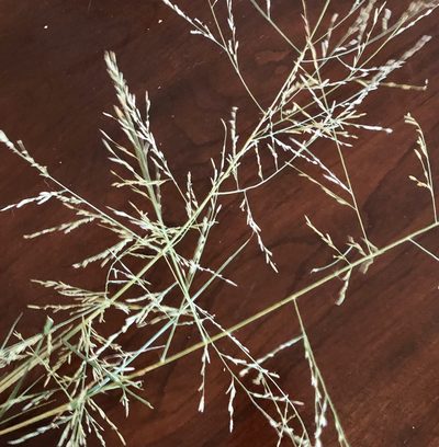 Eragrostis curtipedicellata, photographed by Sue Ann Kendall