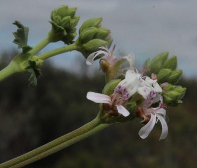 Pelargonium hypoleucum, photographed by Tony Rebelo