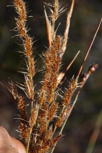 Hypodiscus neesii, photographed by Tony Rebelo