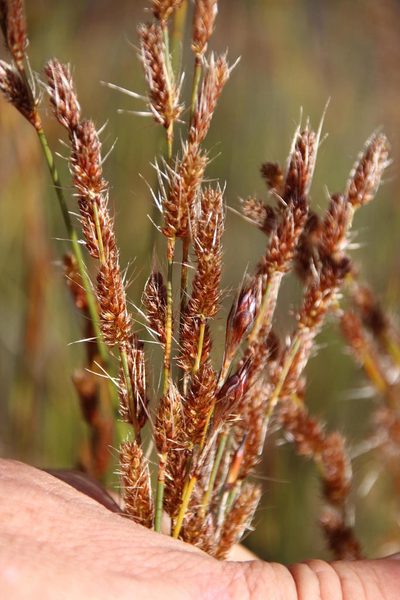 Hypodiscus neesii, photographed by Tony Rebelo