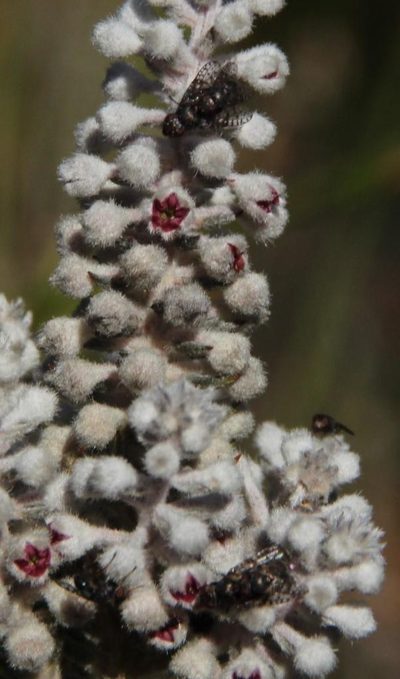 Phylica villosa, photographed by Tony Rebelo