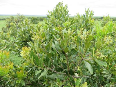 Euclea divinorum, photographed by Jens-Christian Svenning