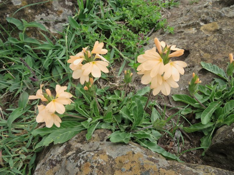Crossandra subacaulis, photographed by Jens-Christian Svenning