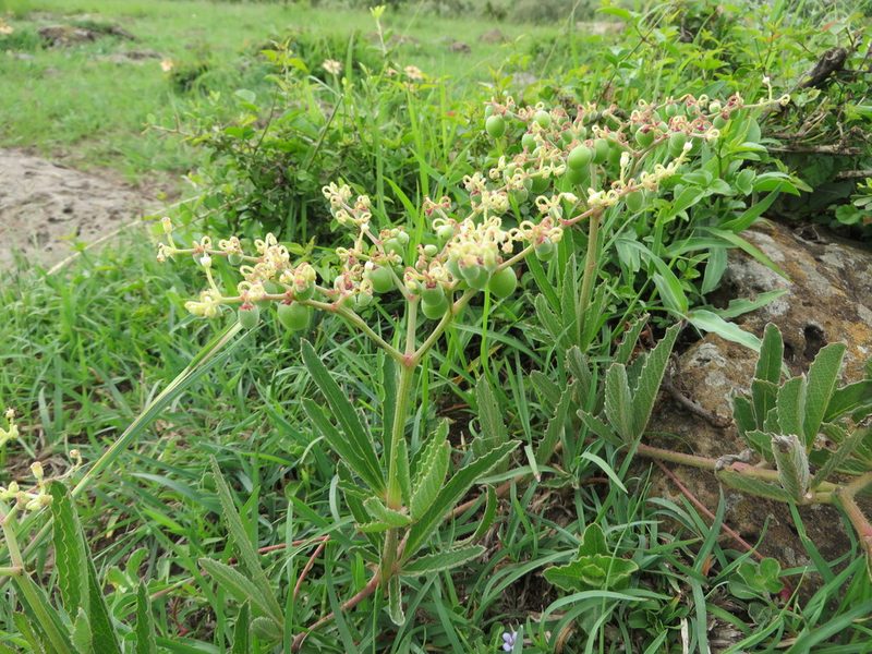 Cyphostemma serpens, photographed by Jens-Christian Svenning