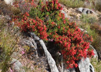 Erica haematosiphon, photographed by Tony Rebelo