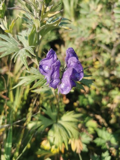 Aconitum maximum, photographed by Валерия Ковалева