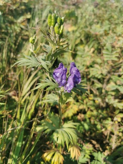 Aconitum maximum, photographed by Валерия Ковалева
