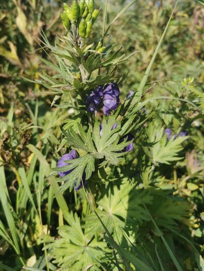 Aconitum maximum, photographed by Валерия Ковалева