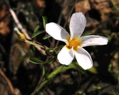 Oxalis tenella, photographed by Tony Rebelo