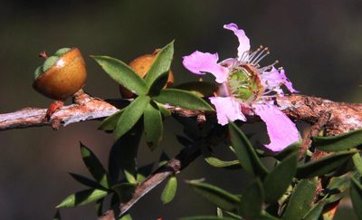 Leptospermum squarrosum, photographed by Tony Rebelo