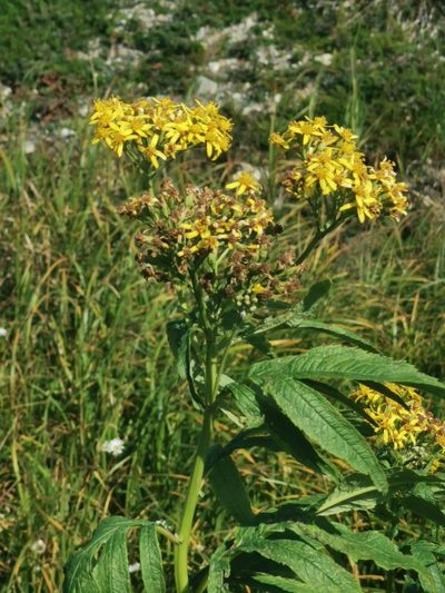 Jacobaea cannabifolia, photographed by Валерия Ковалева