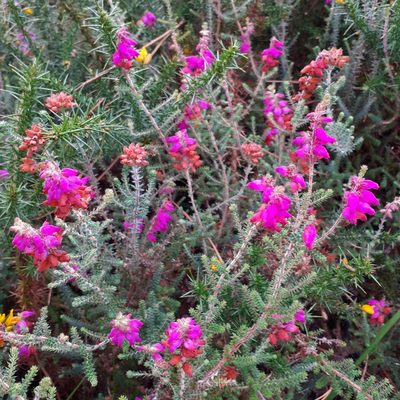 Erica ciliaris, photographed by bogsuckers
