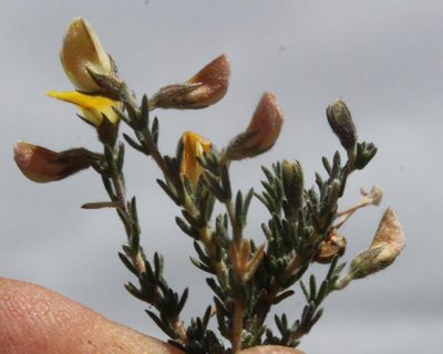 Aspalathus wittebergensis, photographed by Tony Rebelo