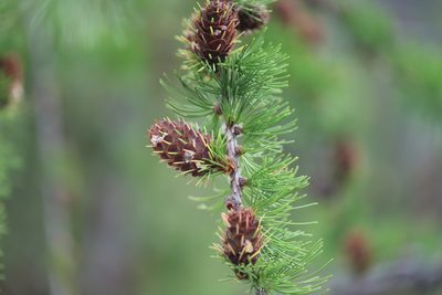 Larix occidentalis, photographed by Steven Bodzin
