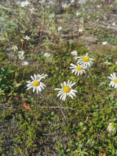 Arctanthemum arcticum, photographed by Валерия Ковалева