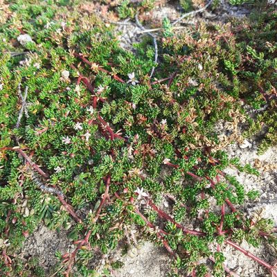 Frankenia laevis, photographed by bogsuckers