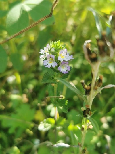 Euphrasia maximowiczii, photographed by Валерия Ковалева