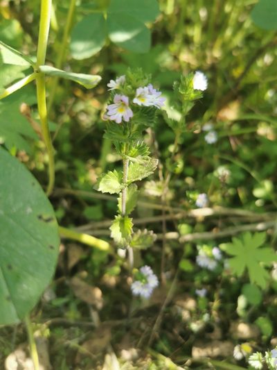 Euphrasia maximowiczii, photographed by Валерия Ковалева