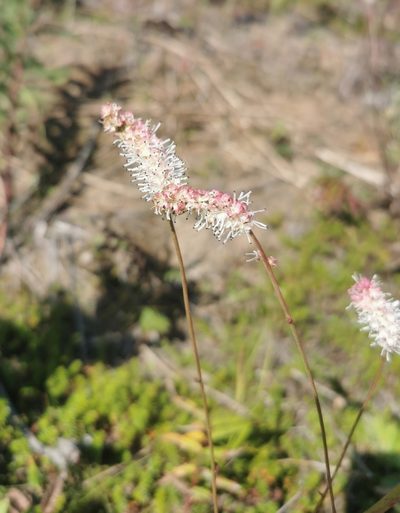 Sanguisorba tenuifolia, photographed by Валерия Ковалева